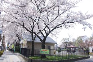 保第2公園の桜