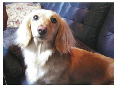 犬写真