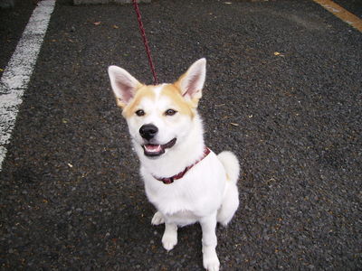 犬写真