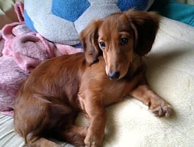 犬写真