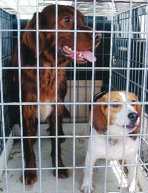 犬写真