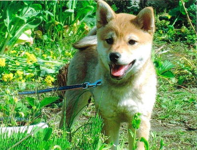 犬写真