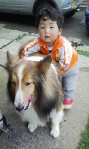 犬写真