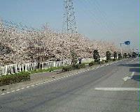 きれいな桜が並ぶさくら通りの写真