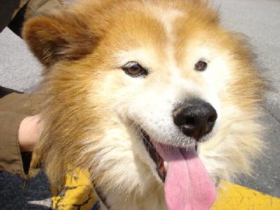 犬写真