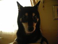 犬写真