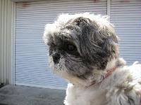 犬写真