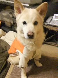 犬写真