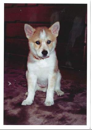 犬写真