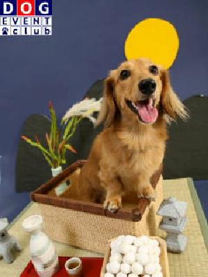 犬写真