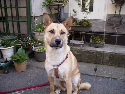 丸山さんと愛犬福