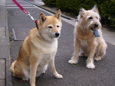 仲栄さんと愛犬ゴン太、茜