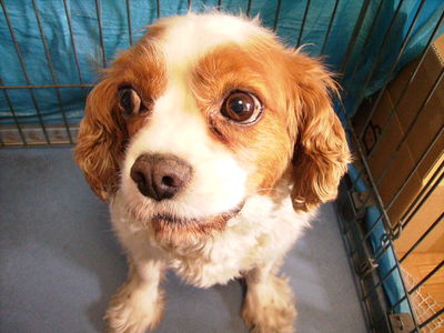 中村さんと愛犬マロン
