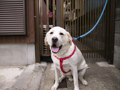 三橋さんと愛犬ごん