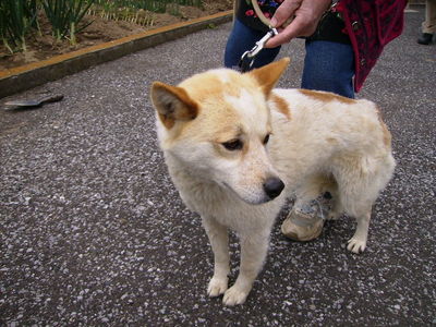 永野さんと愛犬プリン