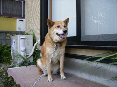 宮崎さんと愛犬ラン