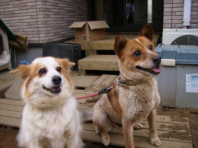 遠間さんと愛犬ポロン、らの