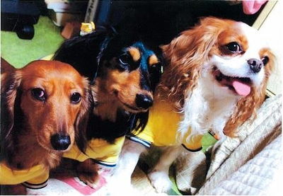 平山さんと愛犬モモ、ランゼ、ナナ