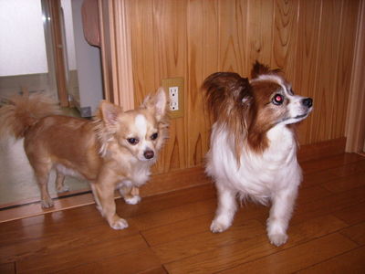 羽山さんと愛犬チェルシー、タップ