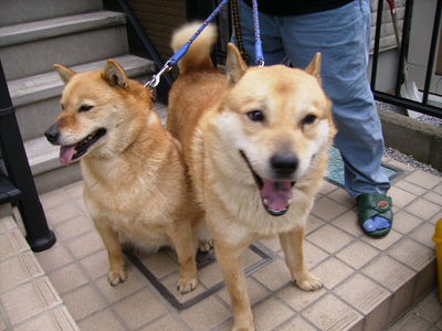 岩切さんと愛犬ツバサ、ナナ