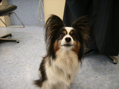 益子さんと愛犬マジ