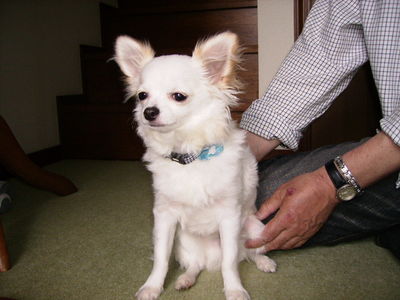 愛犬アトム
