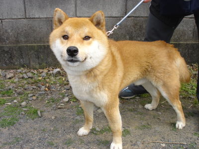 会田さんと愛犬北斗