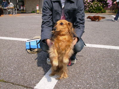 嵯峨さんと愛犬メグ