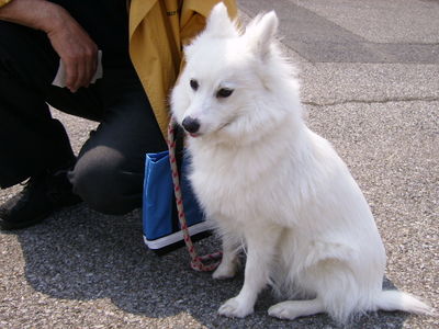 東屋さんと愛犬ひめ