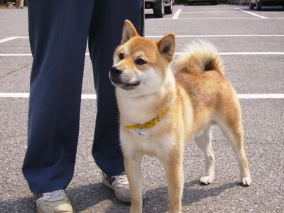 竹澤さんと愛犬マック