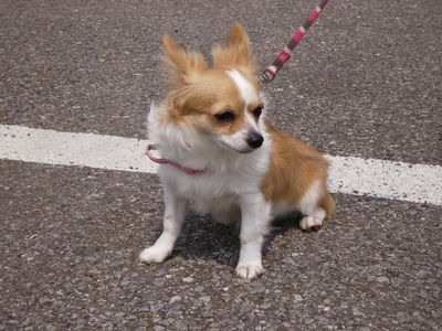 横川さんと愛犬みるく