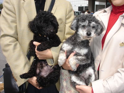 上田さんと愛犬フィガロ、タミーノ