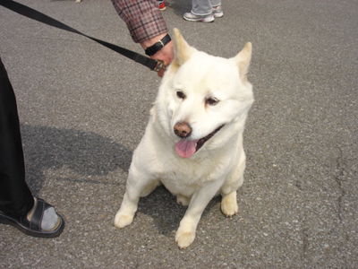 松原さんと愛犬チビ