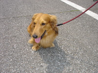 平嶺さんと愛犬ジダン