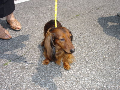 愛犬プリン