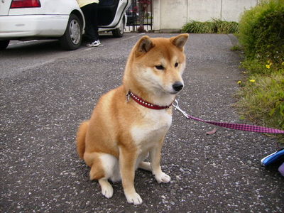 愛犬優