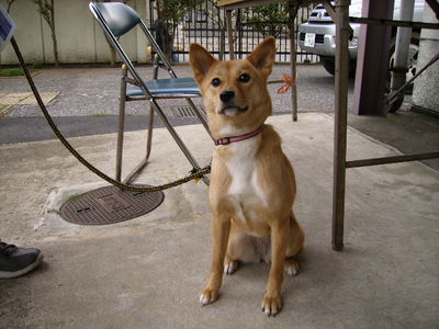愛犬さくら