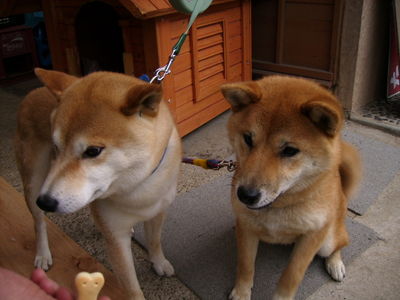 高野さんと愛犬千春、吉川桜号