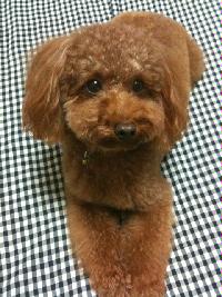 犬の写真