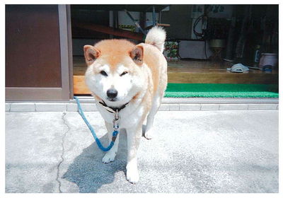 平野さんと愛犬小太郎