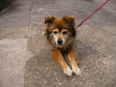 杉浦さんと愛犬スズ
