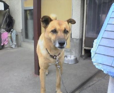 浜田さんと愛犬小次郎
