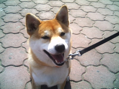 渡辺さんと愛犬はな