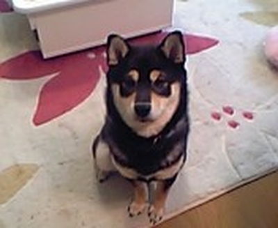 竹澤さんと愛犬梵
