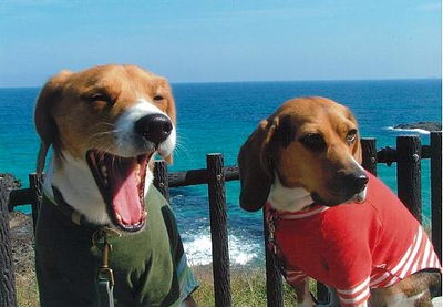 藤野さんと愛犬ふぇり、りーちぇ