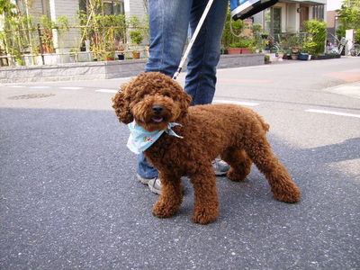 斉藤さんと愛犬シンバ