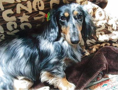 荒巻さんと愛犬ロッシ