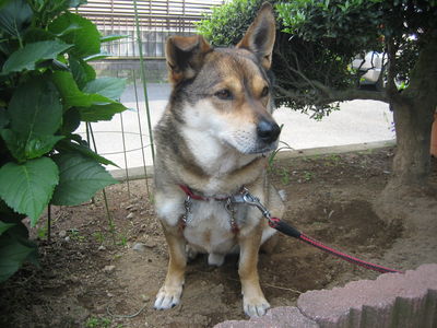 染谷さんと愛犬ミッキー