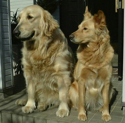 榎本さんと愛犬リカ、ヒロ