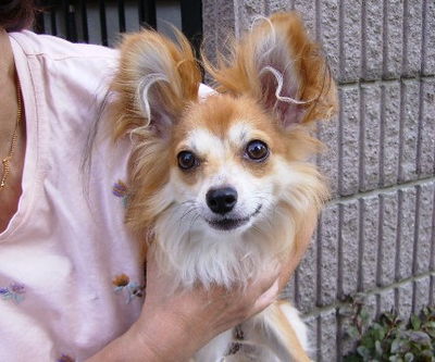 畠山さんと愛犬キラ